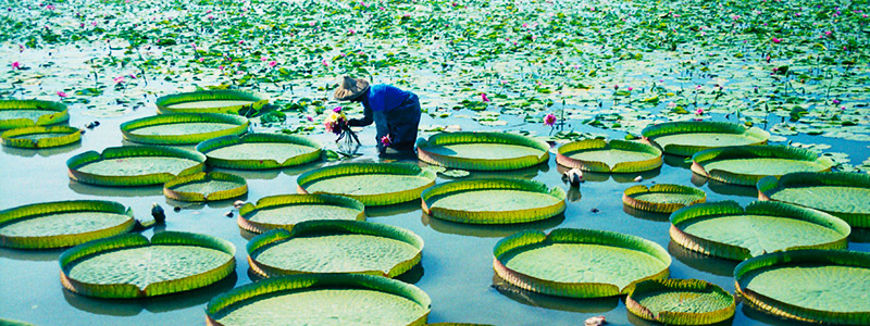 An Easy Bike Tour of Summertime by the Lakeside of Lotus Park