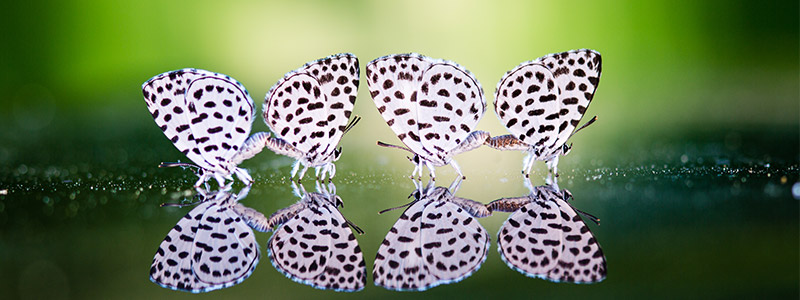 Rich and Diverse Ecosystems