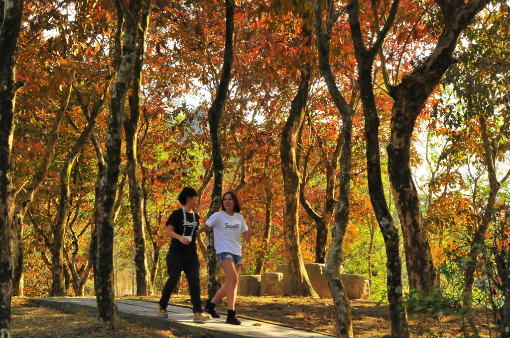 紅葉公園(楓精靈)