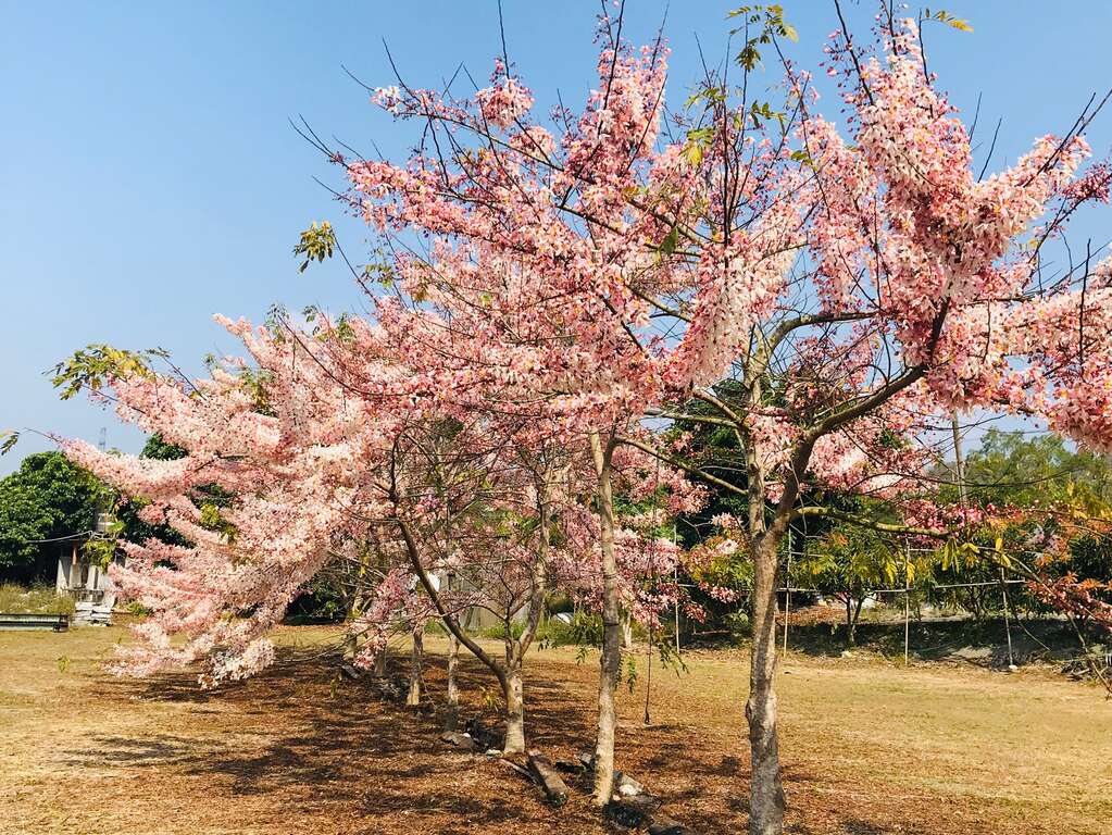 龜丹溫泉花旗木田野風光