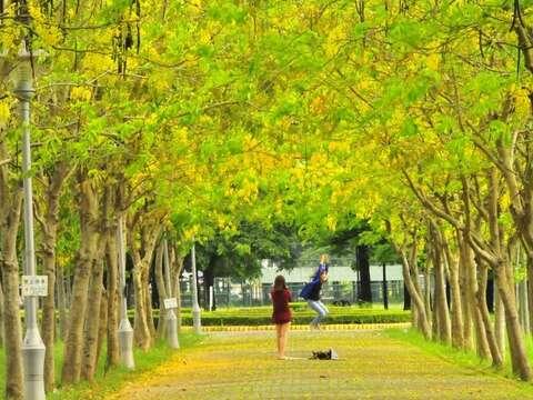 虎頭埤阿勃勒花季花道美景