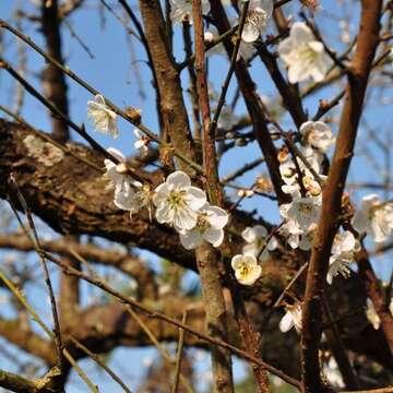 挴花