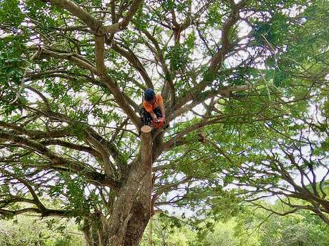 結合攀樹、修樹體驗，達到寓教於樂的回憶