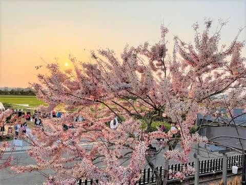 金砂里花旗木步道的粉色花廊，吸引民众前来赏花-观旅局提供