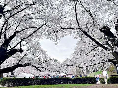 弘前公園櫻花樹為百大日本櫻花名勝之一
