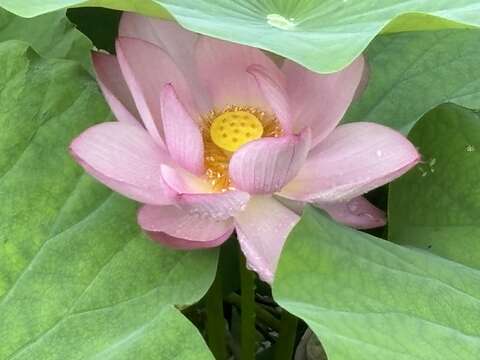 白河蓮花公園蓮花已盛開