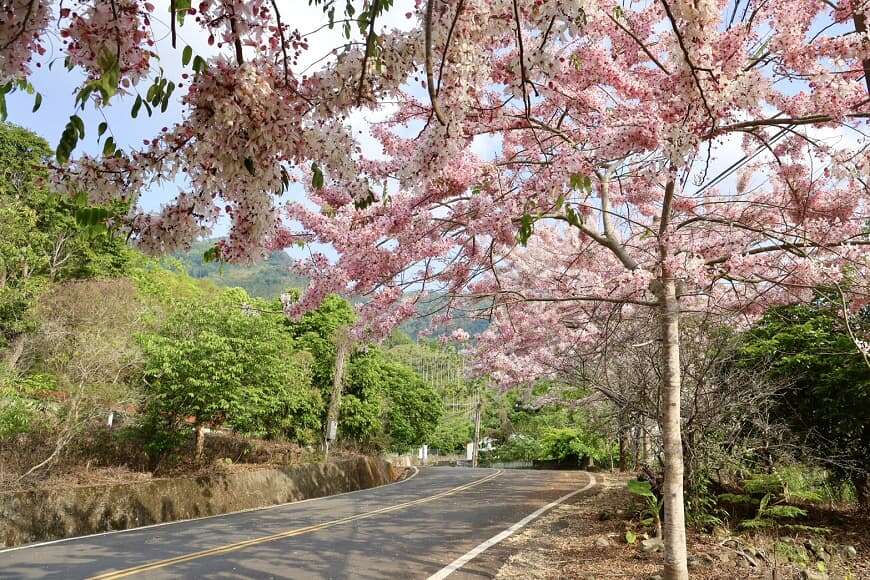 梅嶺花旗木-觀光旅遊局提供