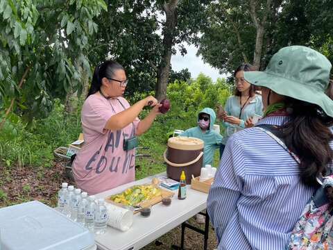 來到大內區酪梨果園，由果農分享酪梨故事