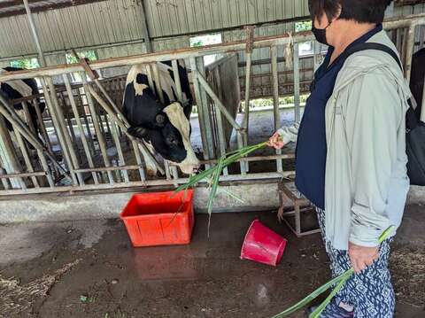 於柳營牧場體驗乳牛飼餵的樂趣