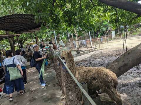 还有兔子、羊、草泥马、驴子等动物，可以近距离互动及拍照