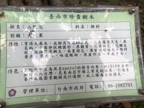 台南公园山陀儿老树介绍说明