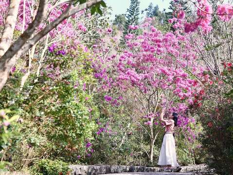 梅峰古道花开_观旅局