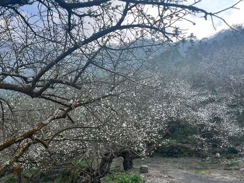 2025年梅嶺梅花盛開(林家梅園)是熱門的賞梅地點