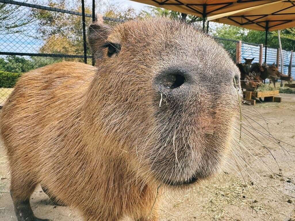 頑皮世界超人氣動物水豚