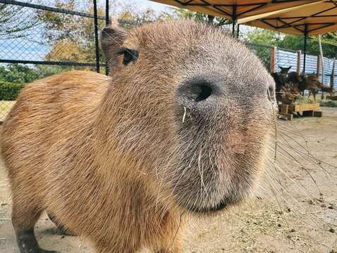 頑皮世界超人氣動物水豚