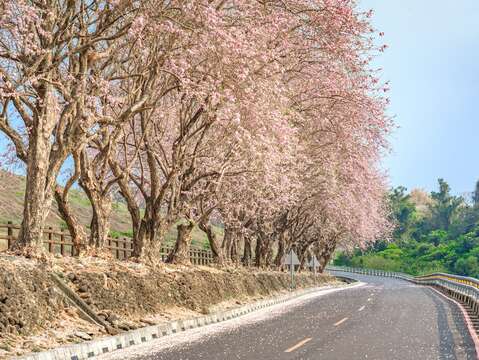 台南-乌山头水库风景区-南洋樱