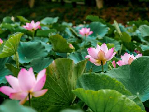 白河莲花