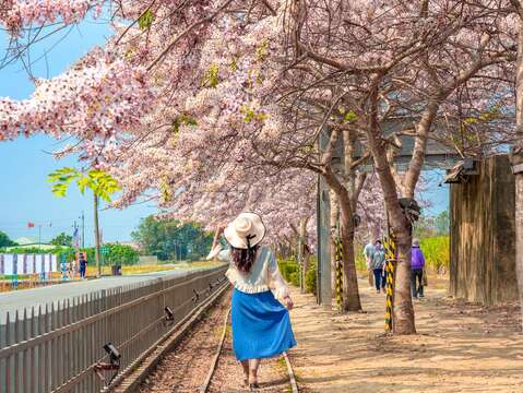 金砂里花旗木步道