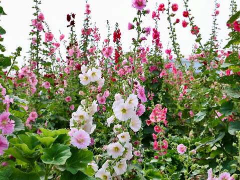 学甲蜀葵花季活动