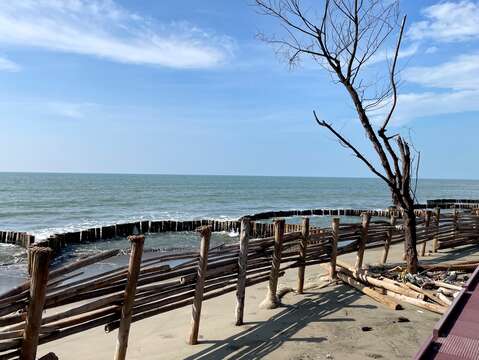 台湾海峡与枯枝