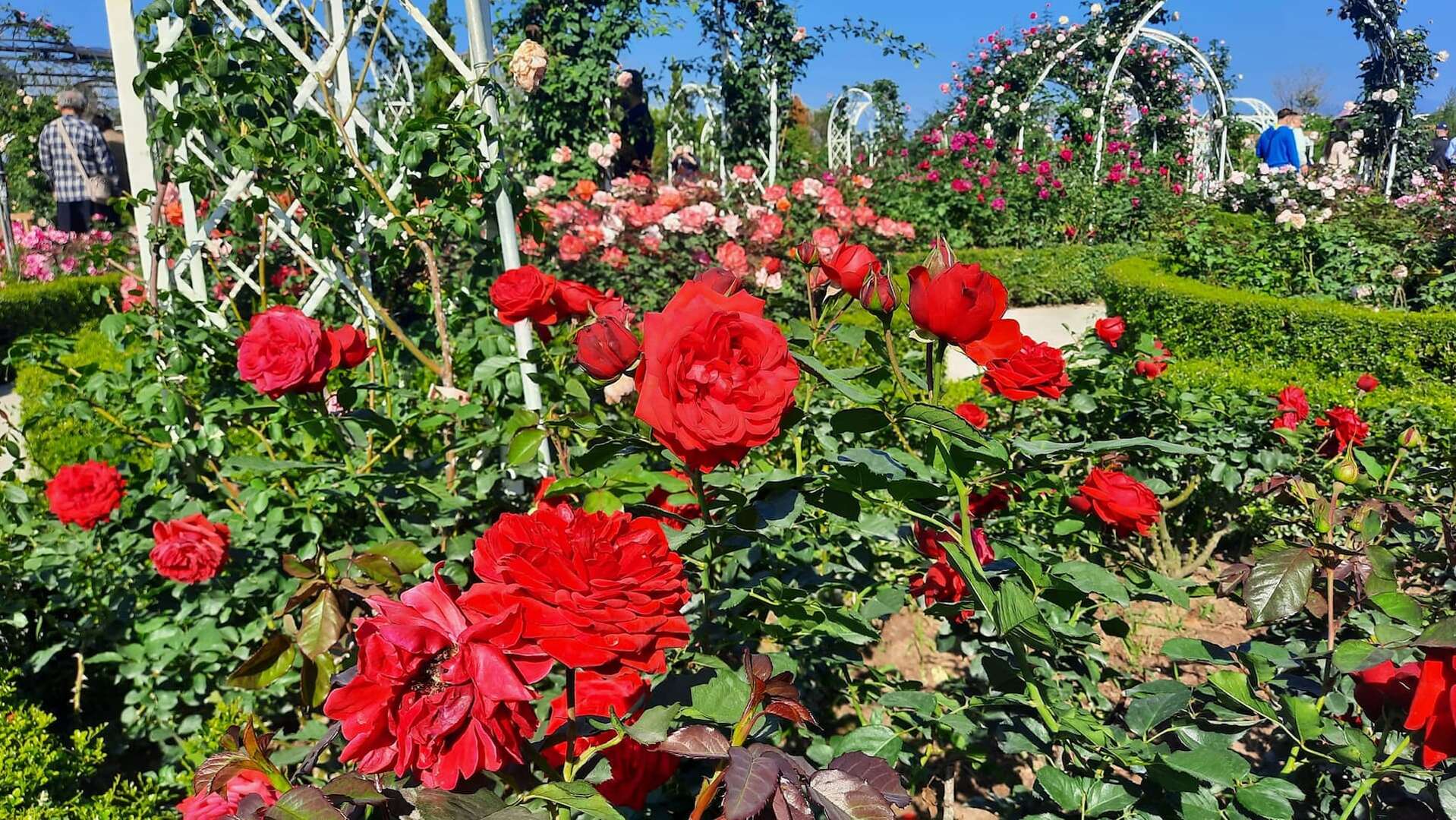 雅聞湖濱療育森林玫瑰花園(歷史照片)