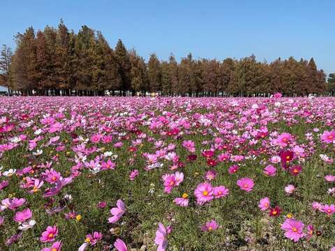 六甲落羽松森林与波斯菊花海