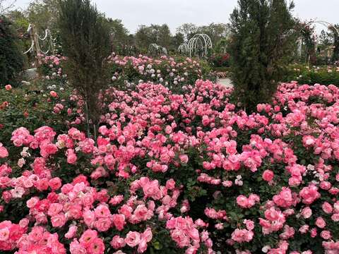 雅闻湖滨疗癒森林花况_观旅局