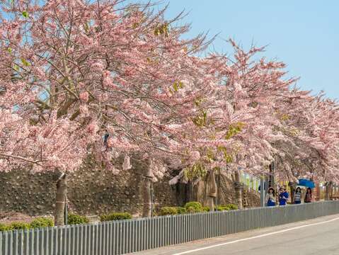 2024年金砂里花旗木步道花况_观旅局