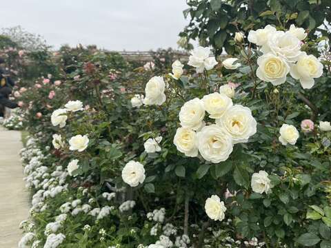 雅闻湖滨疗癒森林花况_观旅局