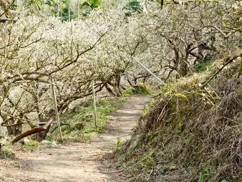 春暖花開遊山區，美食泡湯正得時