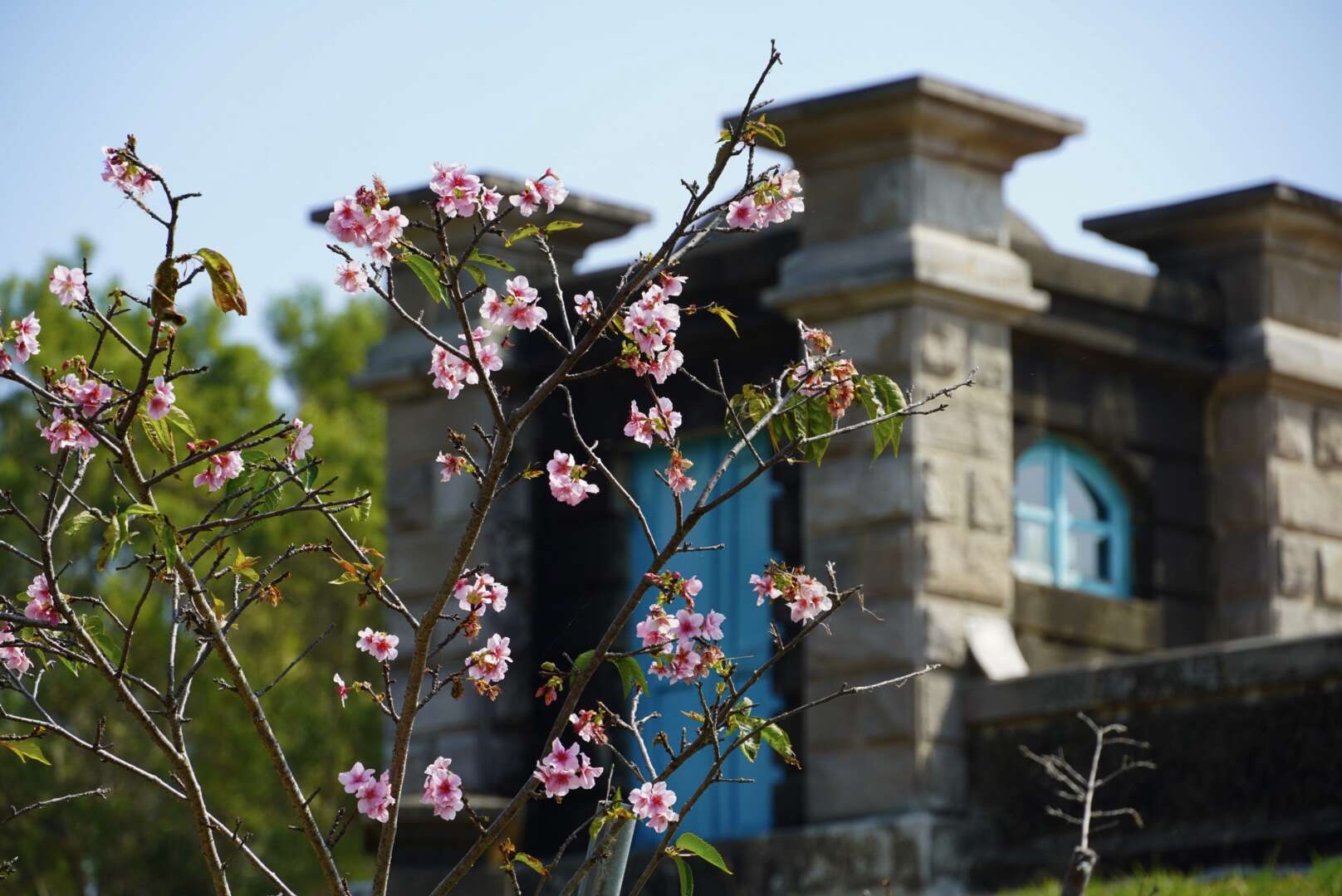 山上花園水道博物館(櫻花)