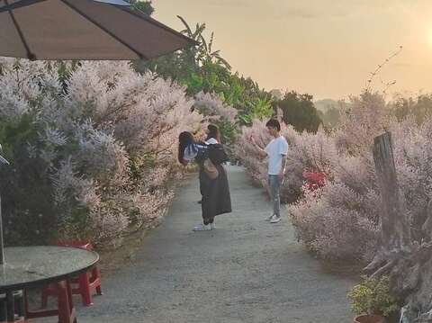 台南南化区北平里麝香木园区，美丽的紫色花海吸引游客前来拍照