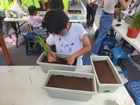 秧苗DIY