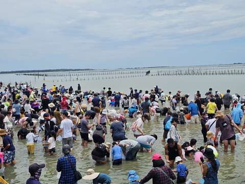 观光赤嘴园挖文蛤体验活动，吸引民众热情参与