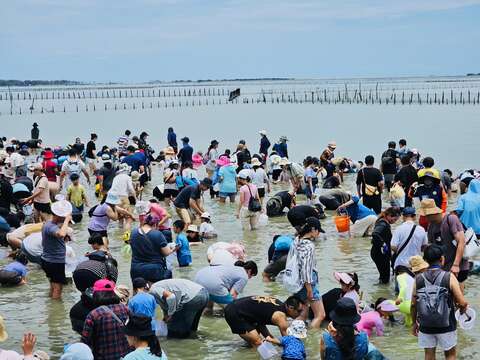 2025台南七股海鲜节开幕-民众下水挖文蛤