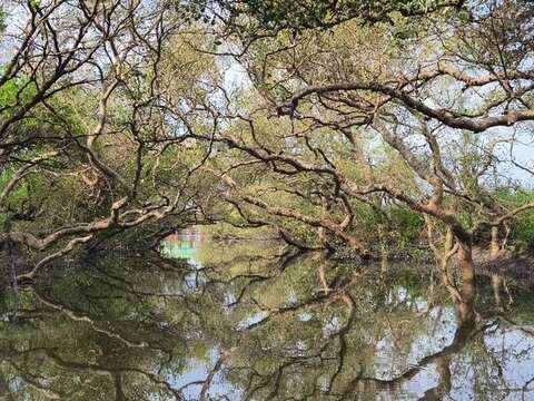 安南区四草绿色隧道