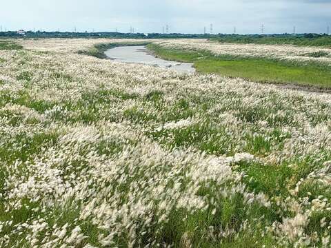大内桥边甜根子九月雪正当时