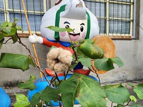 战後政府鼓励发展纺织业，云林到台南一带曾大量种植棉花抽纱外销，下脚棉拿来做棉被。但考量经济效益，现多用进口棉花。蔡顺龙特别种了一株有机彩棉，让游客认识棉花。（郑佩雯拍摄）