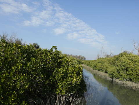 双春滨海游憩区红树林