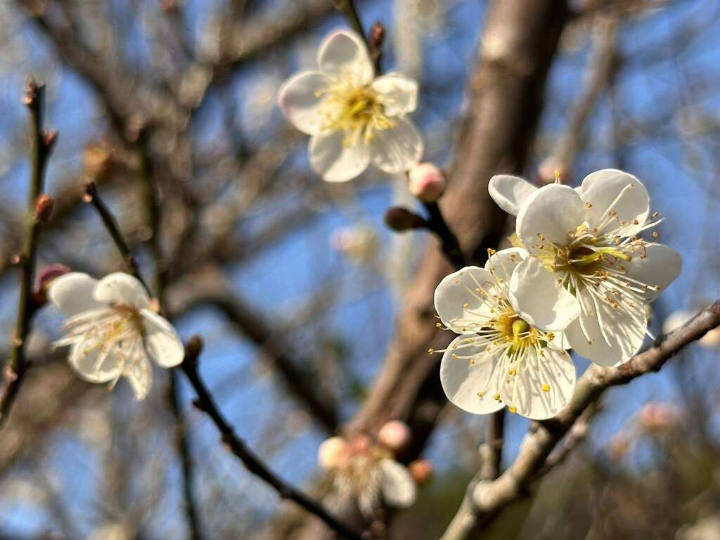 梅岭梅花陆续绽放_梅岭休闲农业协会黄贵珍理事长提供