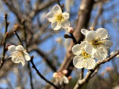 梅岭梅花陆续绽放_梅岭休闲农业协会黄贵珍理事长提供