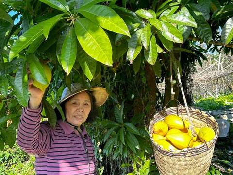 仙桃采果乐_业者提供