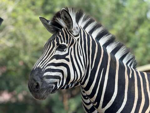 顽皮世界《马力全开迎新年》
