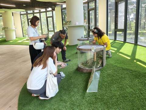 志工解说黄斑黑蟋蟀生态