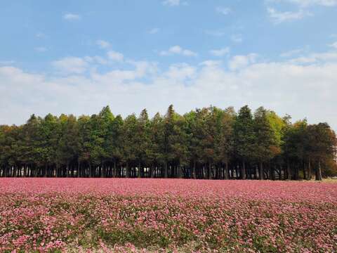 六甲落羽松美景