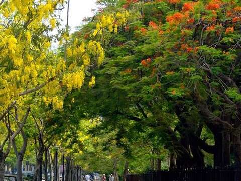 成大圍牆邊阿勃勒與鳳凰花金紅相輝映