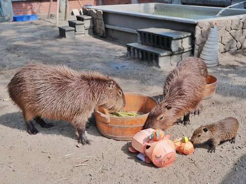 2.安平出张所水豚一家