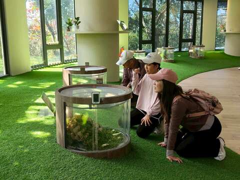 亲子环教生态馆看蟋蟀