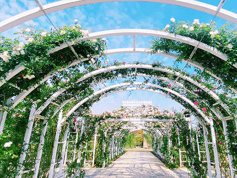 鱼头君带路电子报vol.2_雅闻湖滨疗癒森林玫瑰