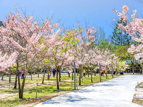鱼头君带路电子报vol.2_南化玉山宝光圣堂花旗木